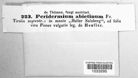 Peridermium abietinum image